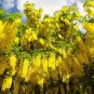 Golden Chain Tree Laburnum Anagyroides Yellow Flower 200 Seeds