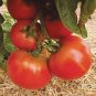 Tomato Giant Pinkish Red 'Jingdu No.1' Vegetable 10 Seeds