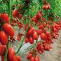 Tomato American Imported Long Pink Fruit Vegetable 600 Seeds
