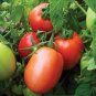 Tomato Bright Red Middle F1 Hybrid 600 Seeds