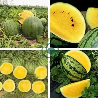 Yellow Gift Watermelom 80 Seeds