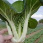 Green Chinese Vegetables 4000 Seeds