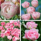 Peony Tulip-typed Ball Shrub Flower 10 Seeds