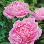 Peony Light Pink Petals Crested Flower 10 Seeds
