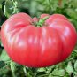 Tomato Brandywine Pink Organic 200 Seeds