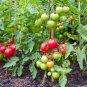 Rainbow Tomato Truss Cherry Fruit 40 Seeds