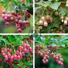 Chinese Enkianthus Flower 200 Seeds