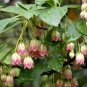 Chinese Enkianthus Flower 200 Seeds