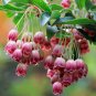 Chinese Enkianthus Flower 200 Seeds