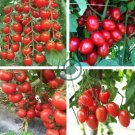 Red Big Tomato Hybrid F1 10 Seeds