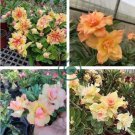 Adenium Orange Petals with Light Purple Stripes Flower 4 Seeds