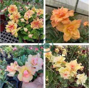 Adenium Orange Petals with Light Purple Stripes Flower 4 Seeds
