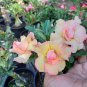 Adenium Orange Petals with Light Purple Stripes Flower 4 Seeds