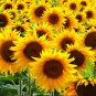 Sunflowers 30 Seeds