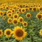 Sunflowers 30 Seeds