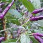 Pod Pepper Dark Purple Chile Vegetables 50 Seeds