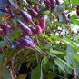 Pod Pepper Dark Purple Chile Vegetables 50 Seeds