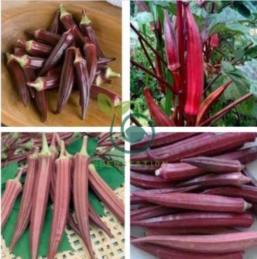 Red Burgundy Okra Herb 20 Seeds