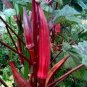 Red Burgundy Okra Herb 20 Seeds