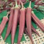 Red Burgundy Okra Herb 20 Seeds