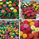 Mix Youth-And-Old-Age Zinnia Elegans Flower 60 Seeds