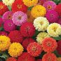 Mix Youth-And-Old-Age Zinnia Elegans Flower 60 Seeds