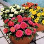 Mix Youth-And-Old-Age Zinnia Elegans Flower 60 Seeds