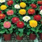 Mix Youth-And-Old-Age Zinnia Elegans Flower 60 Seeds