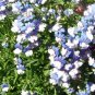 Nemesia Strumosa White Blue Flower 60 Seeds