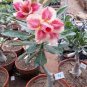 Mixed Different Colorful Adenium Desert Rose 50 Seeds