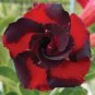 Mixed Different Colorful Adenium Desert Rose 50 Seeds