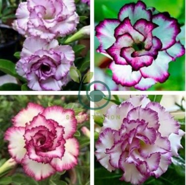 Adenium Corrugated White Petals with Purple Edge Flower 100 Seeds