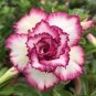 Adenium Corrugated White Petals with Purple Edge Flower 100 Seeds