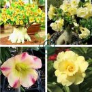 Mixed 16 Types Bonsai Yellow Adenium 60 Seeds