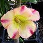 Mixed 16 Types Bonsai Yellow Adenium 60 Seeds