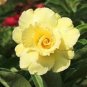 Mixed 16 Types Bonsai Yellow Adenium 60 Seeds