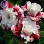 Adenium Milky Cream White and Deep Red Flower 100 Seeds