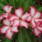 Adenium Milky Cream White and Deep Red Flower 100 Seeds