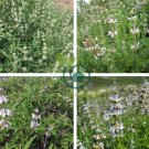 Black Sage Salvia Mellifera Most Fragrant 200 Seeds