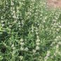 Black Sage Salvia Mellifera Most Fragrant 200 Seeds