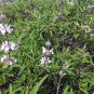 Black Sage Salvia Mellifera Most Fragrant 200 Seeds