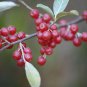 Autumn Olive Plant 200 Seeds