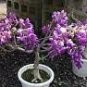 Deep Purple & Rose Red Wisteria Bonsai Flowers 200 Seeds