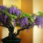 Deep Purple & Rose Red Wisteria Bonsai Flowers 200 Seeds