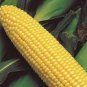 Super Sweet Fresh Yellow Corn High Yield 200 Seeds