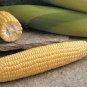 Super Sweet Fresh Yellow Corn High Yield 200 Seeds