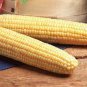 Super Sweet Fresh Yellow Corn High Yield 200 Seeds