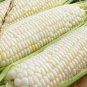 Sweet Glutinous White Hybrid Corn 400 Seeds
