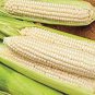 Sweet Glutinous White Hybrid Corn 400 Seeds