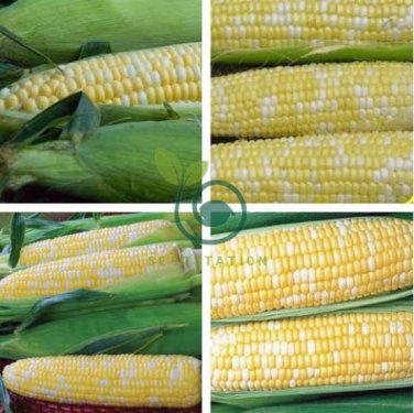 'Super Sweet 2008' Sweet Yellow White Corn Hybrid 200 Seeds